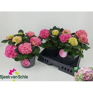 !! PROMO !! HYDR M HI MEADOW P23 5+