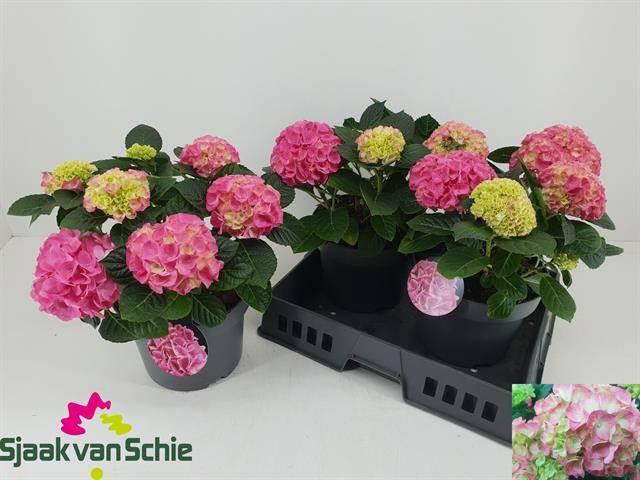 <h4>!! PROMO !! HYDR M HI MEADOW P23 5+</h4>