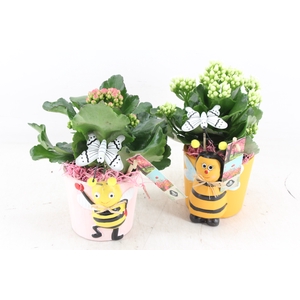 arr2 JS - Ker. bijen mix - roze/wit