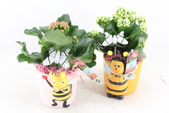 <h4>arr2 JS - Ker. bijen mix - roze/wit</h4>