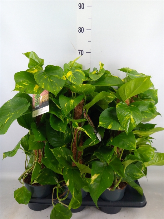 <h4>Epipremnum pinn.   ...moss stick</h4>