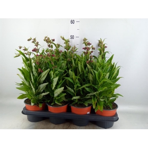 Penstemon   ...