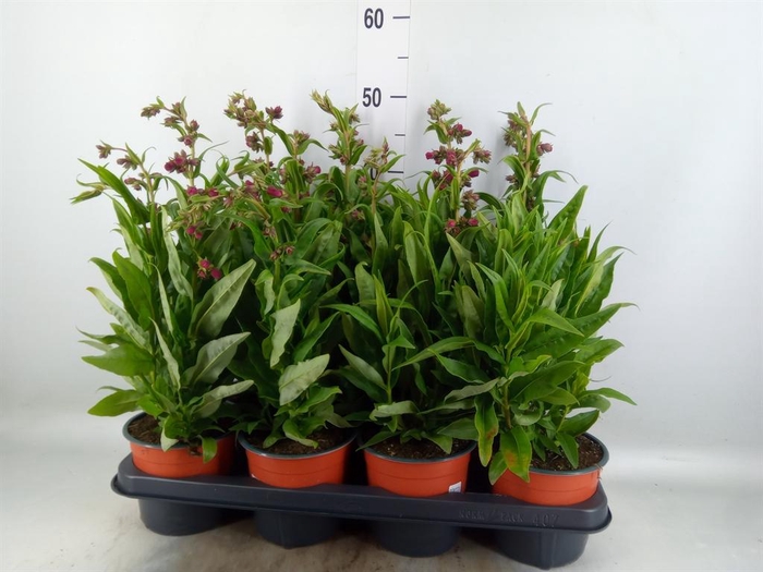 <h4>Penstemon   ...</h4>