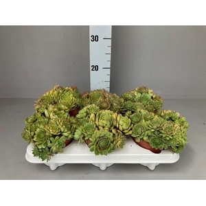 Sempervivum Gold Nugget