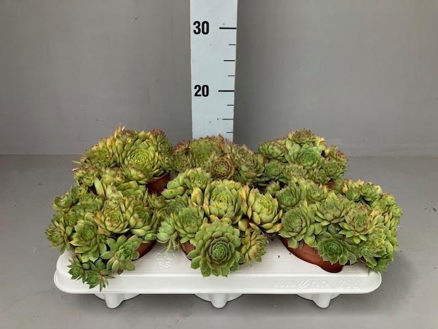 <h4>Sempervivum Gold Nugget</h4>