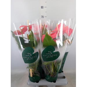 Anthurium andr. 'Colorado'