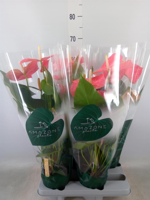 <h4>Anthurium andr. 'Colorado'</h4>