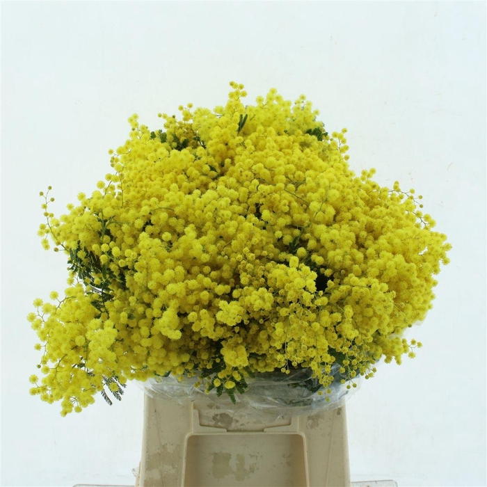 <h4>Mimosa Mirandol 200gr</h4>