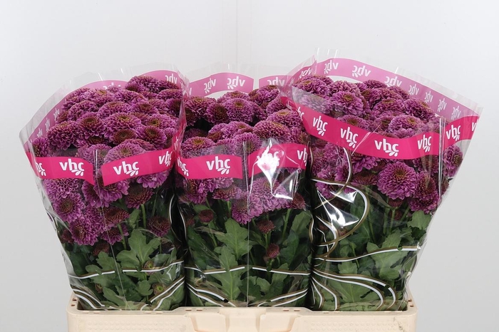 <h4>Chr San Aaa Doria</h4>