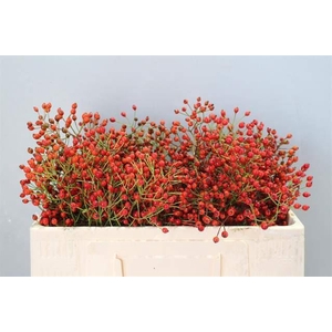 ROSA RB 'PRINSBERRY FIRE'