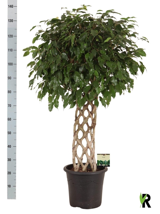 <h4>FIC BE EXOTICA</h4>