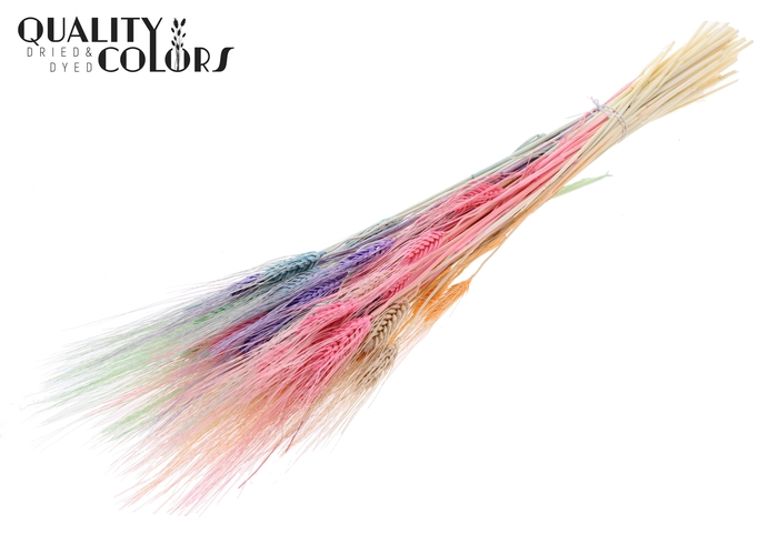 <h4>Triticum Beard per bunch Bleached Pastel Mix</h4>