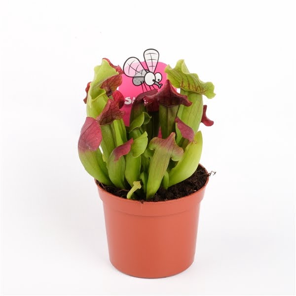 <h4>Sarracenia maroon</h4>