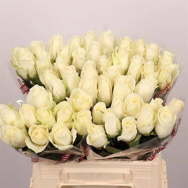 <h4>R GR ALBATROS</h4>