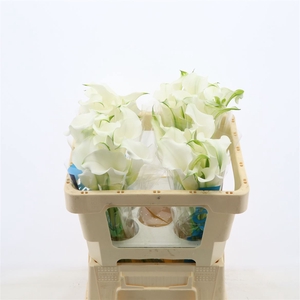 Calla White Mambo