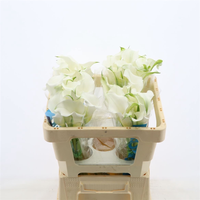 <h4>Calla White Mambo</h4>