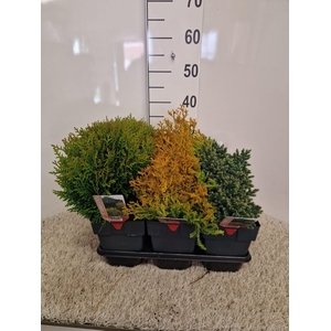 Coniferen mix platte soorten P17 potgekweekt