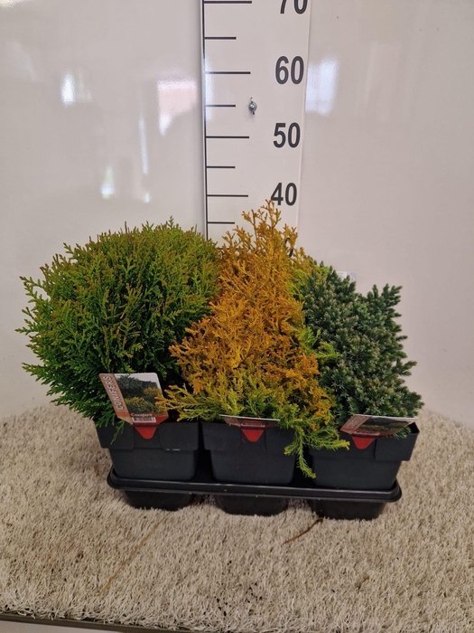 <h4>Coniferen mix platte soorten P17 potgekweekt</h4>