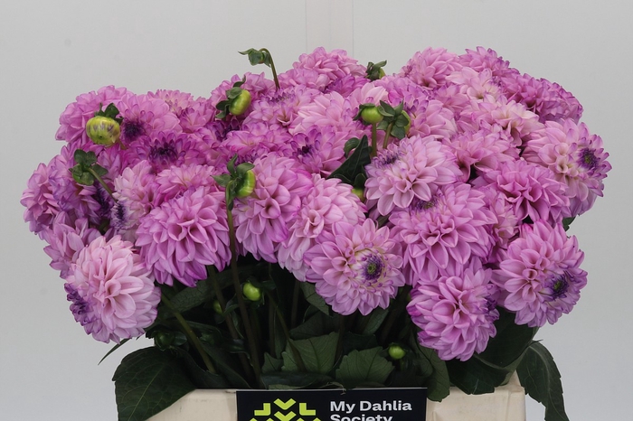 <h4>Dahlia Genova</h4>