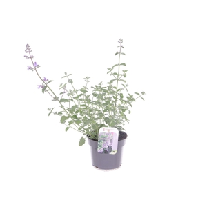 Nepeta faassenii