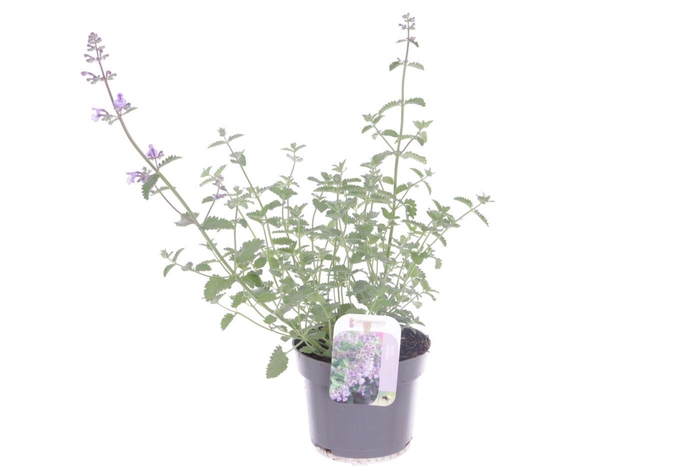 <h4>Nepeta faassenii</h4>