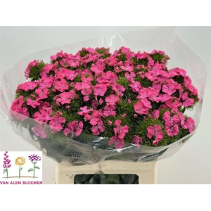 Di Barb Sweet Will Pink