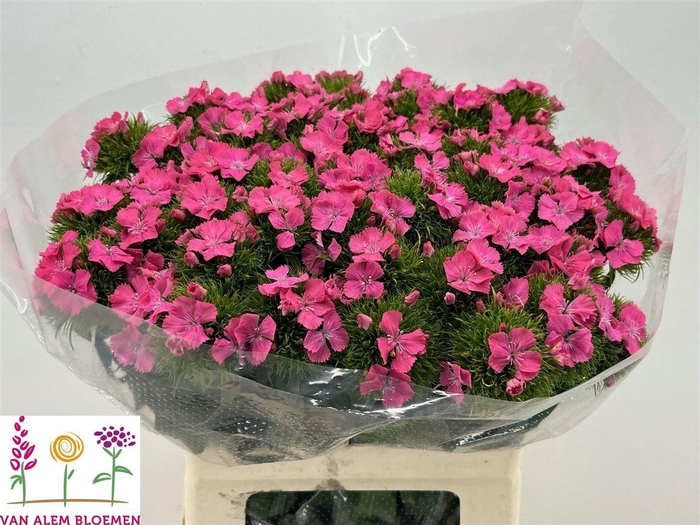 <h4>Di Barb Sweet Will Pink</h4>