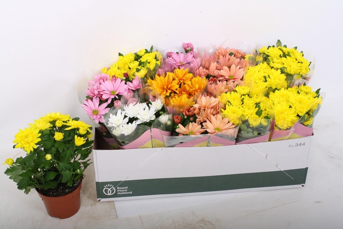 <h4>CHRYS GEM 7 KL</h4>