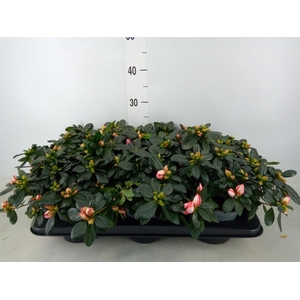 Rhododendron sim.   ...