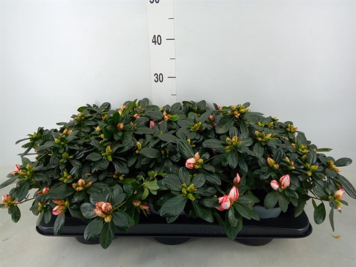 <h4>Rhododendron sim.   ...</h4>