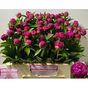 PAEONIA LOUIS VAN HOUTTE