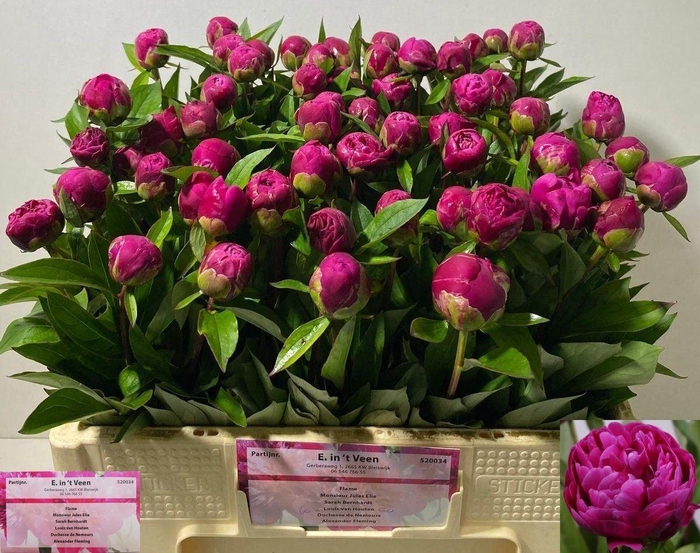 <h4>PAEONIA LOUIS VAN HOUTTE</h4>