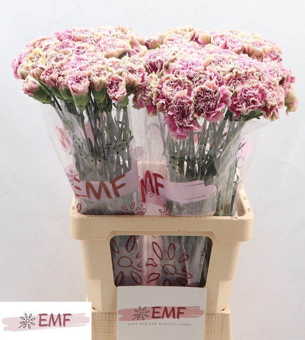 <h4>DI ST ANTIGUA</h4>