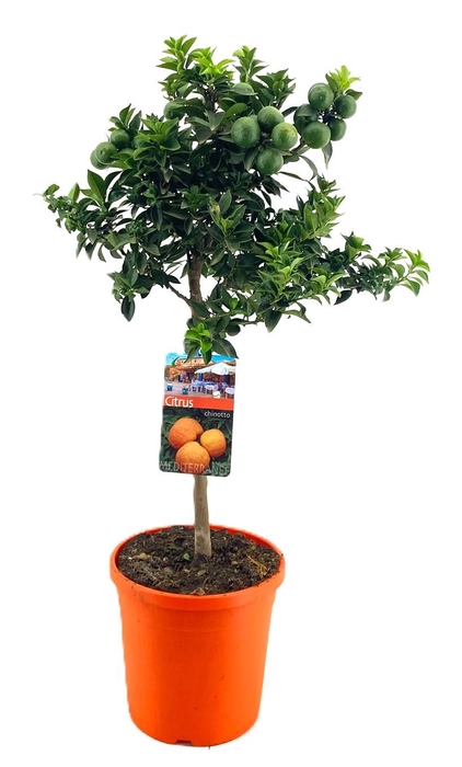 <h4>Citrus chinotto</h4>