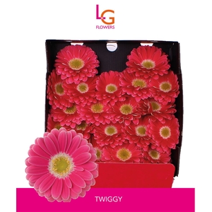 Germini Twiggy Diamond