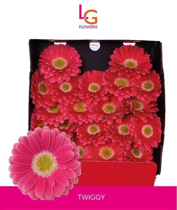 <h4>Germini Twiggy Diamond</h4>