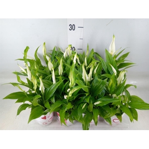 Spathiphyllum  'Pearl Cupido'