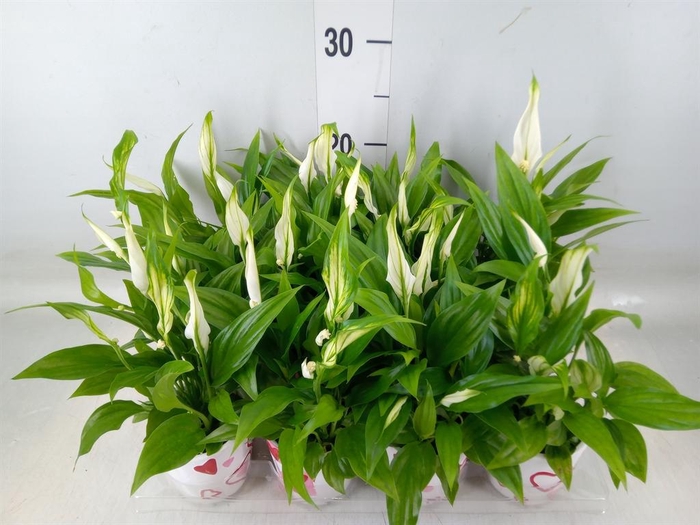 <h4>Spathiphyllum  'Pearl Cupido'</h4>