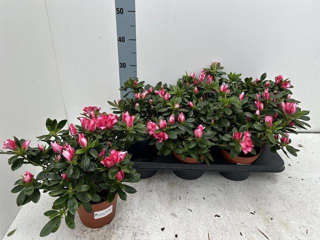 <h4>RHODO SI OV</h4>