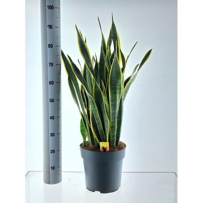 <h4>SANSEV LAURENTII</h4>