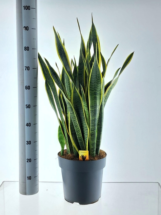 <h4>SANSEV LAURENTII</h4>