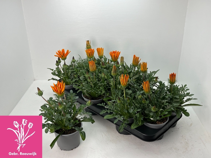 <h4>GAZ GAZOO CL ORANGE</h4>