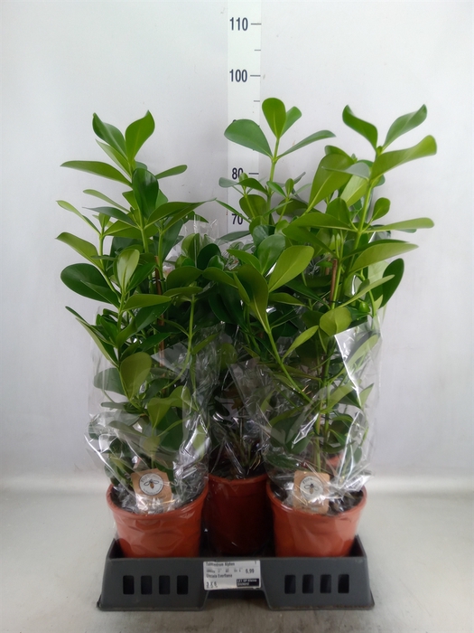 <h4>Clusia rosea 'Green Magic'</h4>