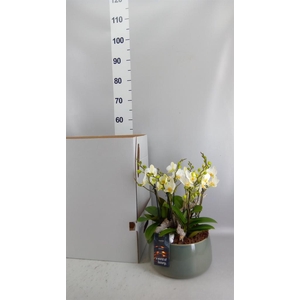 Arr.    Planten  H%