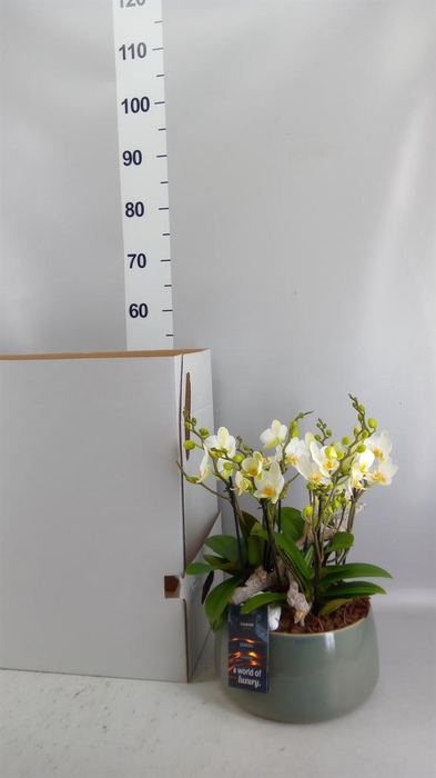 <h4>Arr.    Planten  H%</h4>
