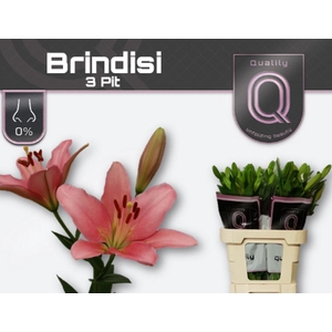 Li La Brindisi 3+ Qualily