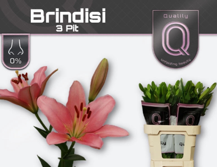 <h4>Li La Brindisi 3+ Qualily</h4>