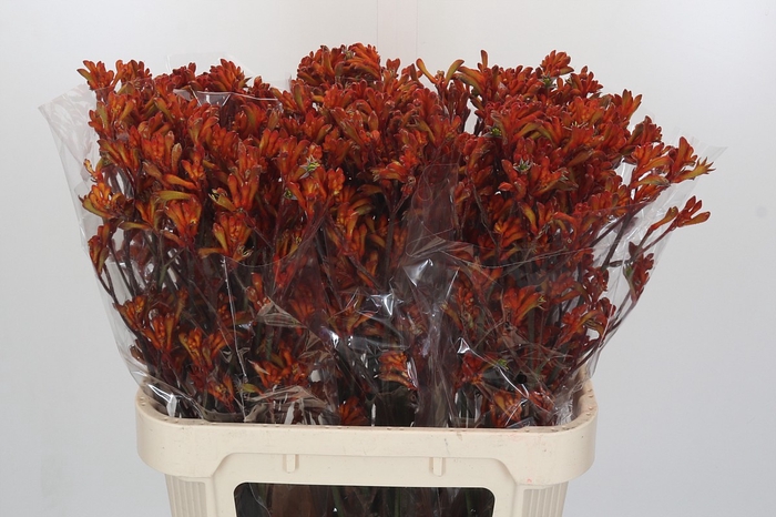<h4>Anigozanthos Golden Girl</h4>