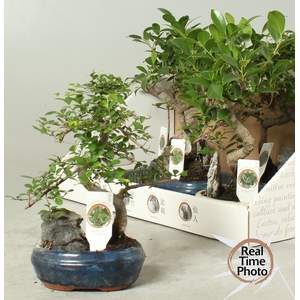 BONSAI GEM