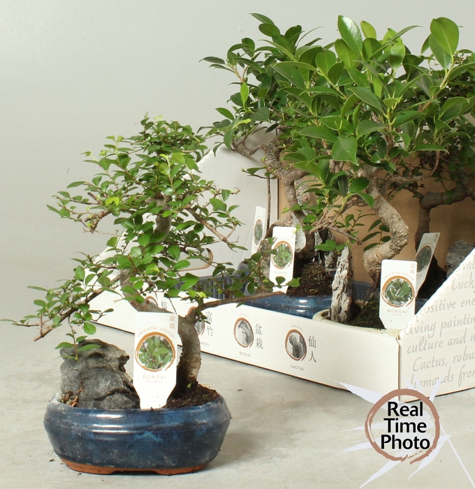 <h4>BONSAI GEM</h4>